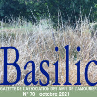 Basilic N°70 “Je voudrais parler d’amitié”